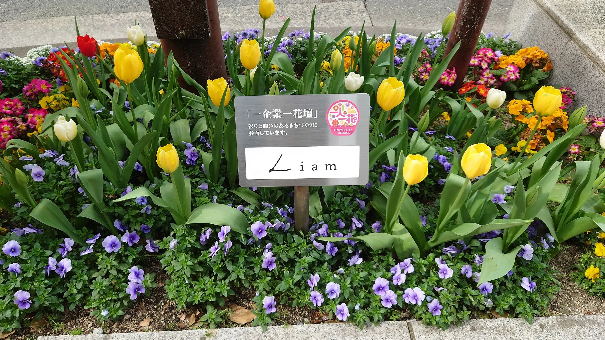 一人一花運動 おもてなし花壇